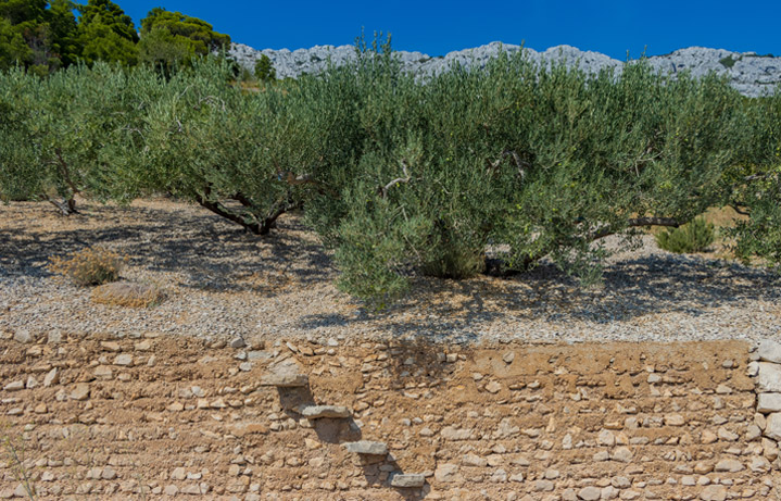 Olive orchards