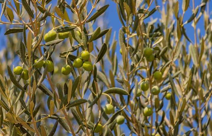 Olives